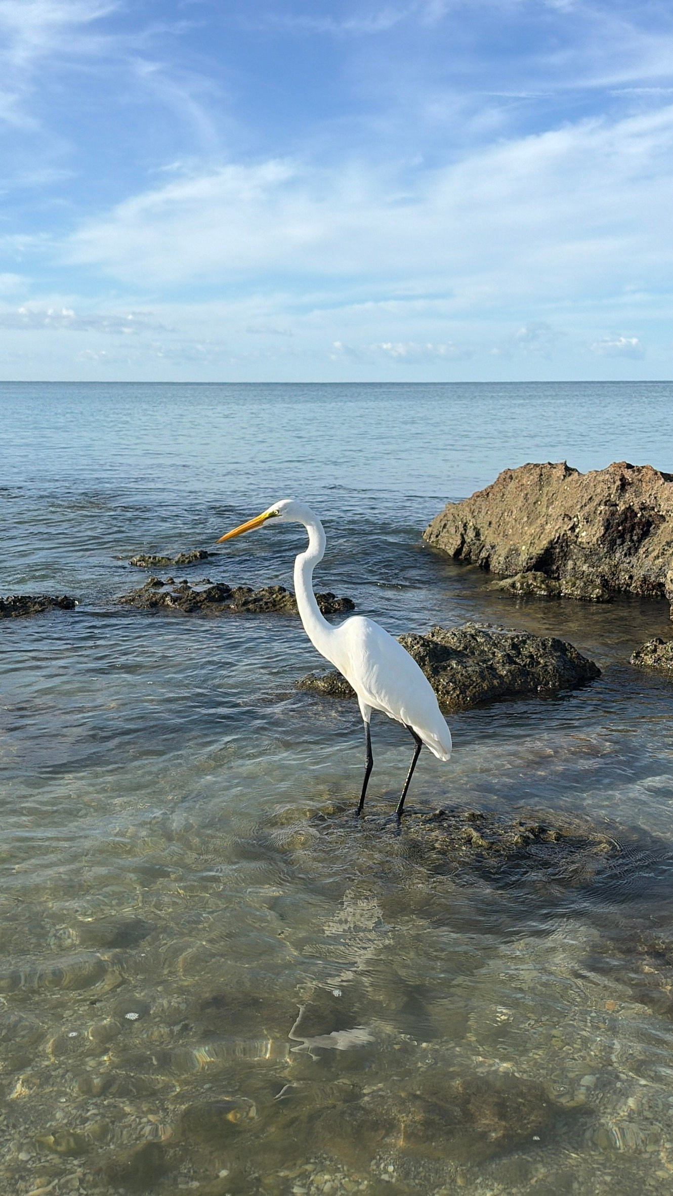 White egret standing quietly in shallow coastal water